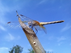 Sympetrum flaveolum