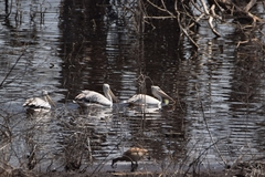 Pelecanus rufescens