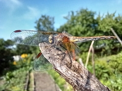 Sympetrum flaveolum