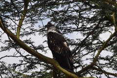 Haliaeetus vocifer