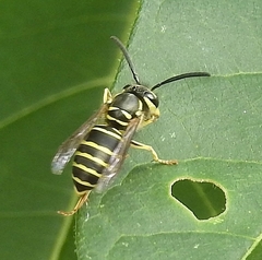 Vespula koreensis