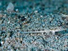 Sidespotted Dragonet photo 1