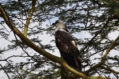 Haliaeetus vocifer