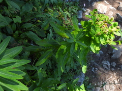 Euphorbia austriaca