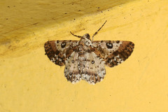 Iridopsis validaria
