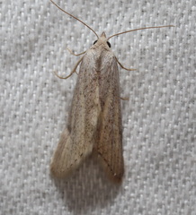 Prionopterina grammatistis