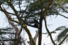 Colobus guereza matschiei