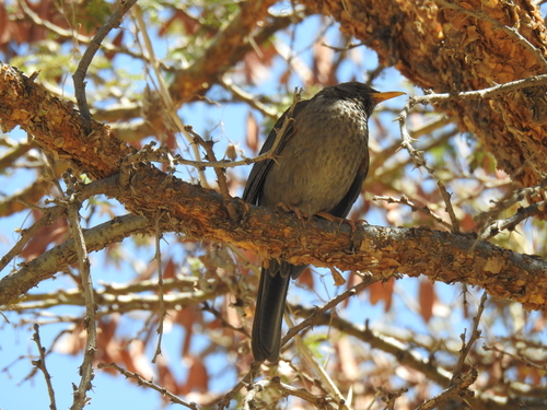Yemen Thrush (Turdus menachensis), photo 5