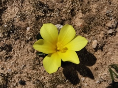 Moraea galaxia