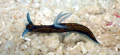 Roboastra gracilis