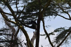 Colobus guereza matschiei