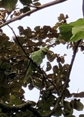 Psittacula krameri