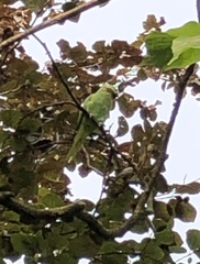 Psittacula krameri