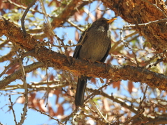 Turdus menachensis