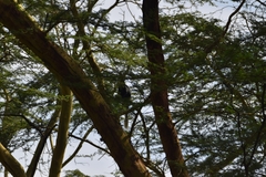 Colobus guereza matschiei