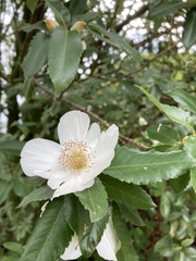 Eucryphia nymansensis