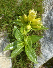 Gentiana punctata