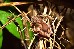 Kurixalus idiootocus