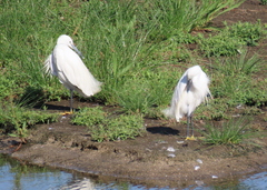 Egretta garzetta