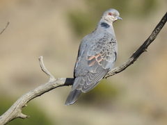 Streptopelia lugens