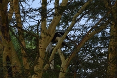Colobus guereza matschiei