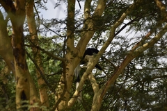 Colobus guereza matschiei
