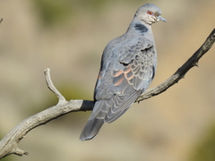 Streptopelia lugens