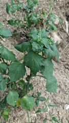 Solanum villosum