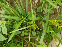 Cyperus amuricus