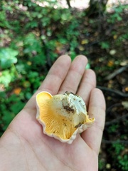 Cantharellus pallens