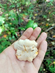 Cantharellus pallens
