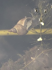 Lymnaea stagnalis