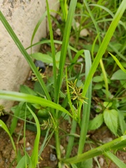 Cyperus microiria