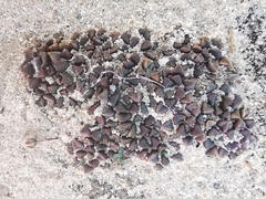 Anacampseros comptonii