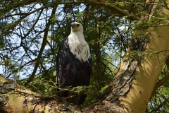 Haliaeetus vocifer