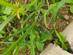 Cyperus microiria