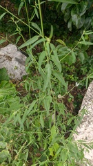 Atriplex oblongifolia