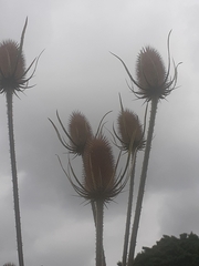 Dipsacus fullonum