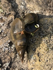 Lymnaea stagnalis