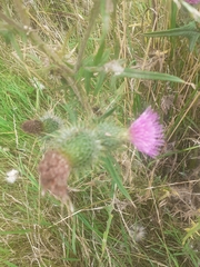 Cirsium vulgare