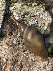 Lymnaea stagnalis