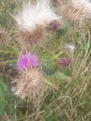 Cirsium vulgare