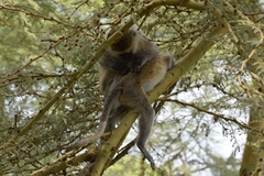 Chlorocebus pygerythrus hilgerti
