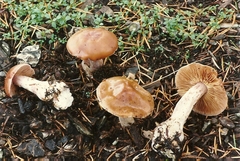 Cortinarius armeniacus