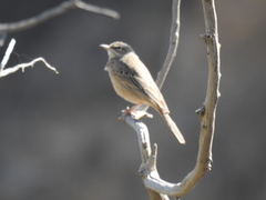 Anthus similis