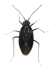 Macrosaldula violacea