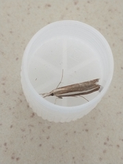 Agriphila latistria