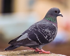 Columba livia domestica