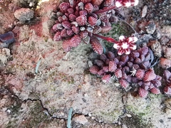 Crassula fragarioides
