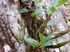 Dendrobium jonesii